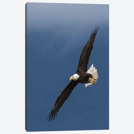 Bald Eagle Flight I Canvas Print #CHE6} by Ken Archer Canvas Art Print