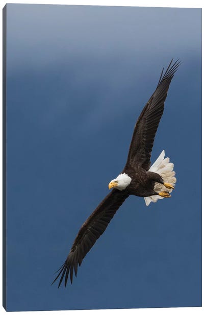 Bald Eagle Flight I Canvas Art Print - Eagle Art