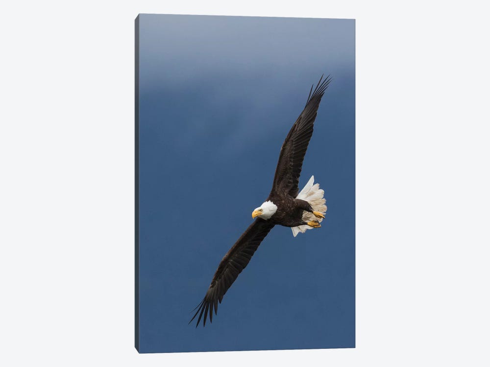 Bald Eagle Flight I by Ken Archer 1-piece Art Print