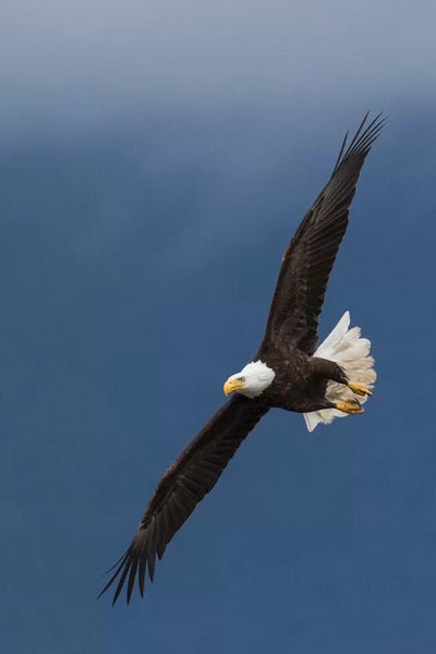 Ken Archer: Bald Eagle Flight I by Ken Archer