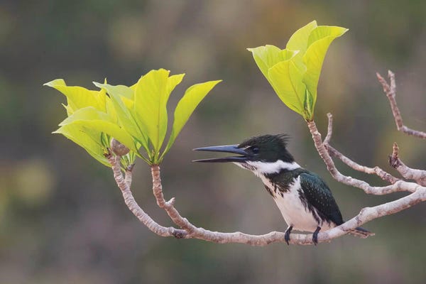 Ken Archer: Female Amazon kingfisher by Ken Archer