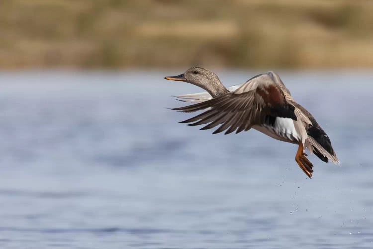 Gadwall drake flying