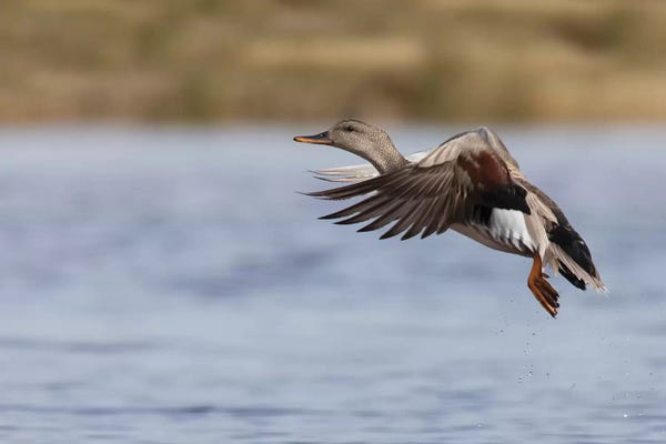 Ken Archer: Gadwall drake flying by Ken Archer