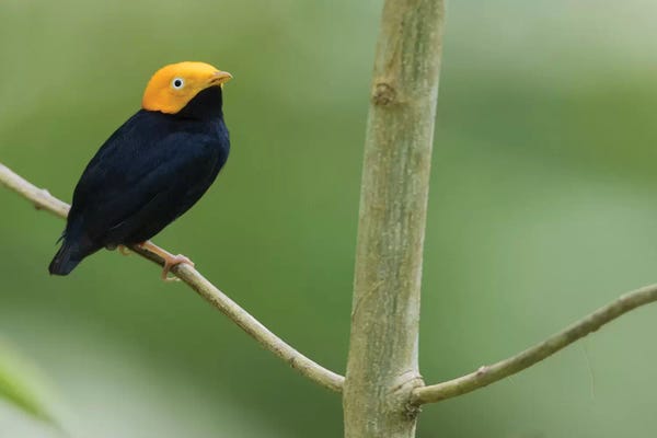 Ken Archer: Golden-headed manakin by Ken Archer
