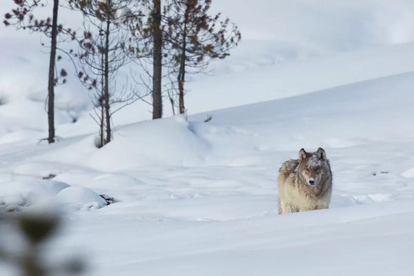 Ken Archer: Gray wolf by Ken Archer