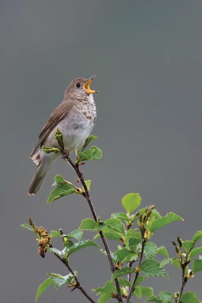 Gray-cheeked Thrush territorial song by Ken Archer canvas print
