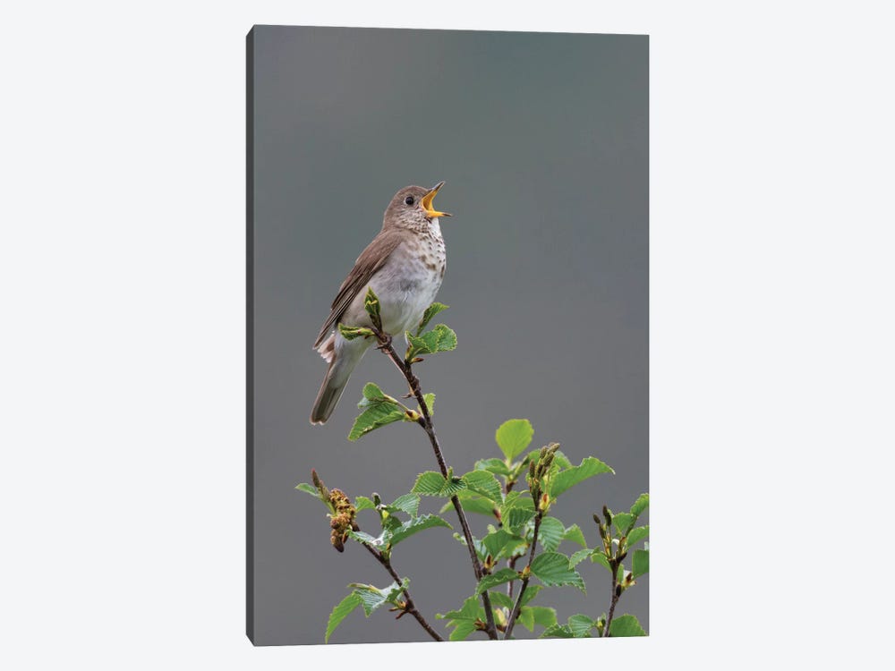 Gray-cheeked Thrush territorial song by Ken Archer 1-piece Canvas Print