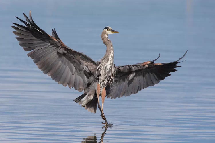 Great blue heron alighting