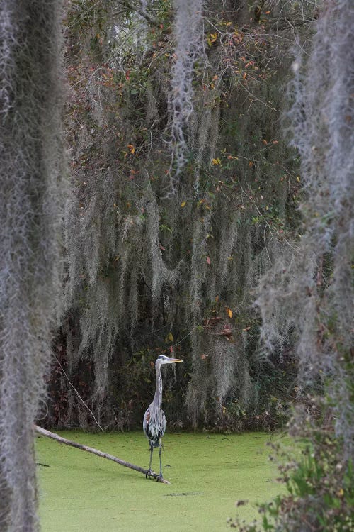 Great Blue Heron, Spanish Moss