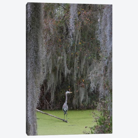 Great Blue Heron, Spanish Moss Canvas Print #CHE76} by Ken Archer Canvas Print
