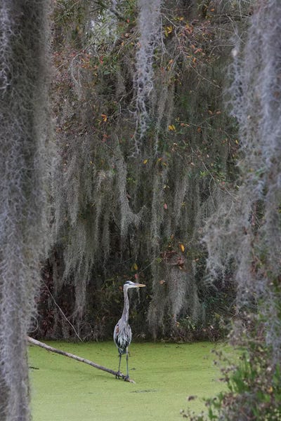 Ken Archer: Great Blue Heron, Spanish Moss by Ken Archer