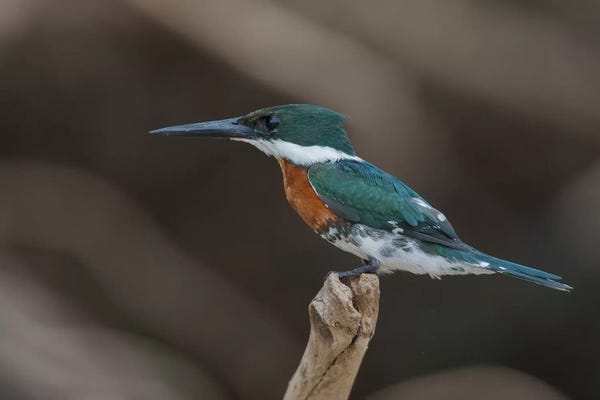 Ken Archer: Green Kingfisher by Ken Archer