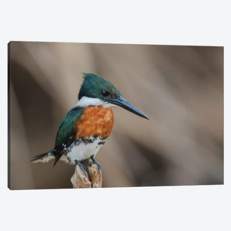 Green kingfisher Canvas Print #CHE78} by Ken Archer Canvas Wall Art