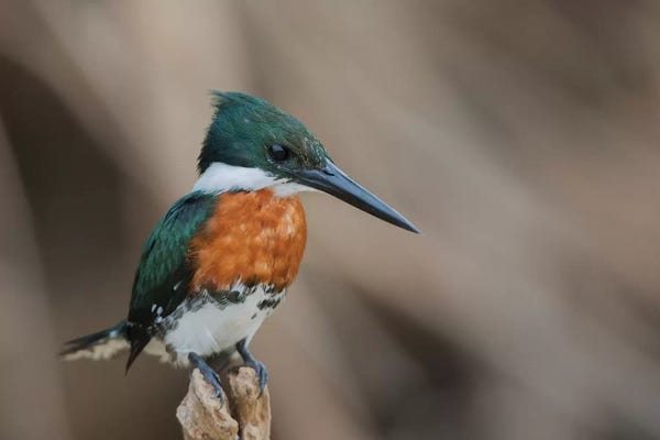 Ken Archer: Green kingfisher by Ken Archer