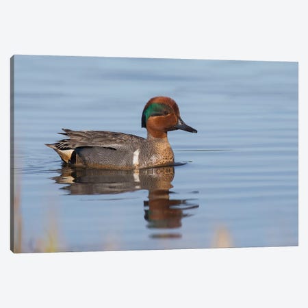 Green-winged teal drake Canvas Print #CHE79} by Ken Archer Canvas Artwork