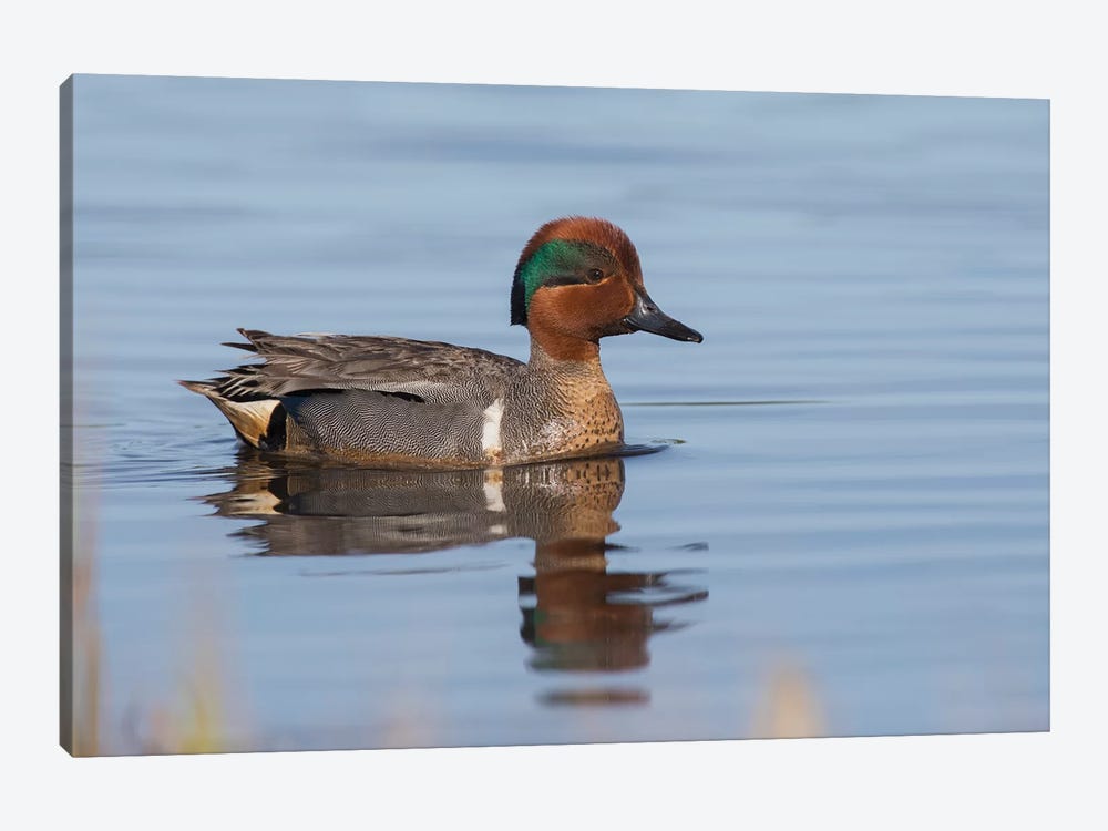 Green-winged teal drake by Ken Archer 1-piece Canvas Wall Art