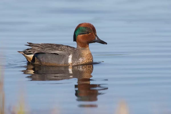 Ken Archer: Green-winged teal drake by Ken Archer
