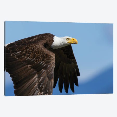 Bald Eagle Flight II Canvas Print #CHE7} by Ken Archer Canvas Art Print
