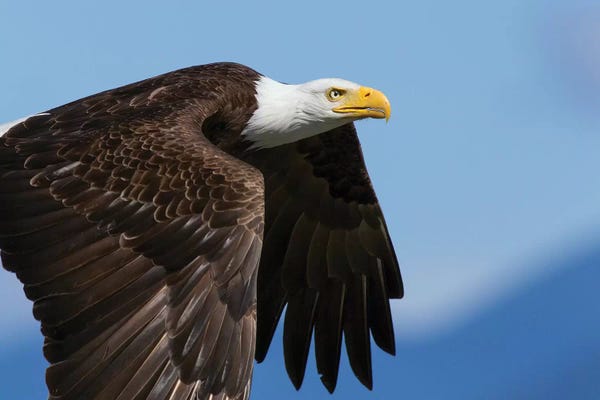 Ken Archer: Bald Eagle Flight II by Ken Archer