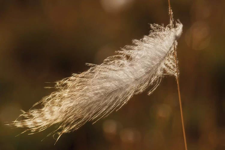 Grouse feather, stuck on grass stem