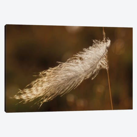 Grouse feather, stuck on grass stem Canvas Print #CHE80} by Ken Archer Canvas Print