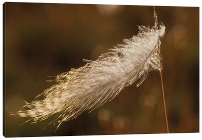 Grouse feather, stuck on grass stem Canvas Art Print