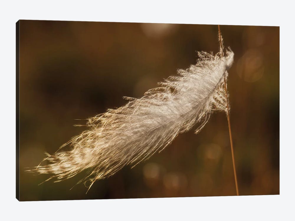 Grouse feather, stuck on grass stem by Ken Archer 1-piece Canvas Wall Art