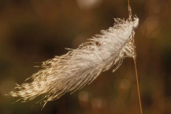 Grouse feather, stuck on grass stem