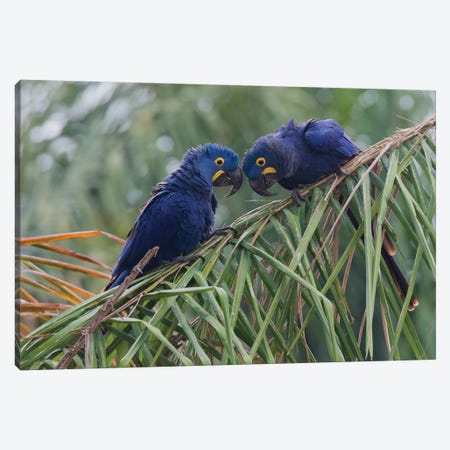 Hyacinth Macaw pair Canvas Print #CHE81} by Ken Archer Canvas Art Print
