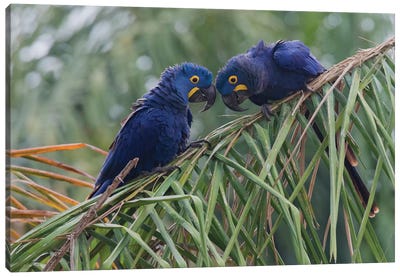 Hyacinth Macaw pair Canvas Art Print - Macaw Art