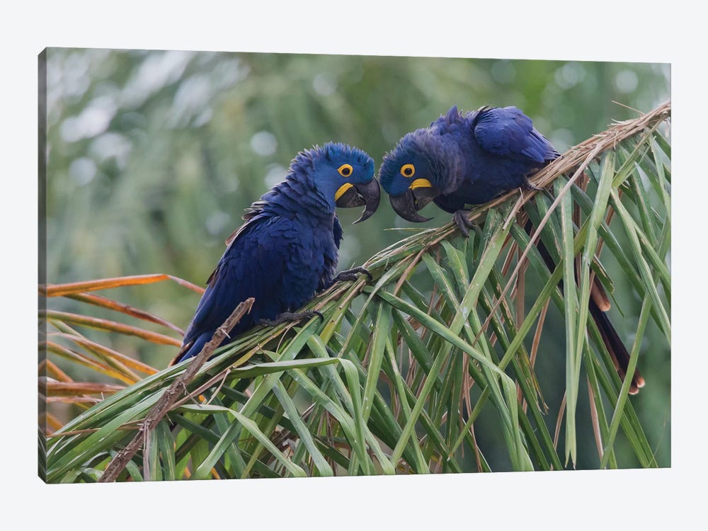Hyacinth Macaw pair by Ken Archer 1-piece Art Print