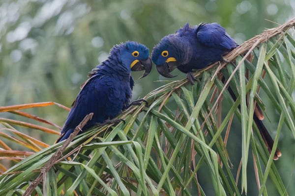 Macaws: Hyacinth Macaw pair by Ken Archer