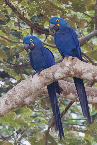 Hyacinth Macaw pair by Ken Archer framed canvas print