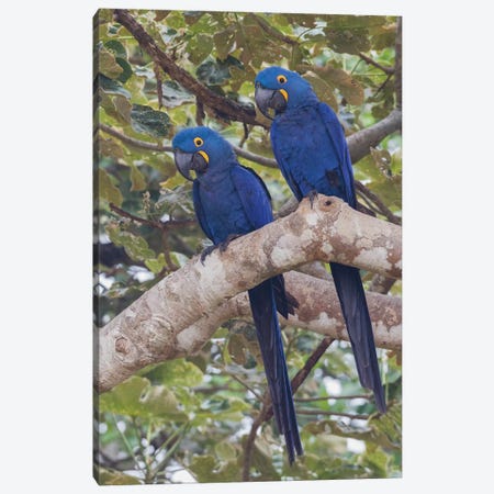 Hyacinth Macaw pair Canvas Print #CHE82} by Ken Archer Art Print