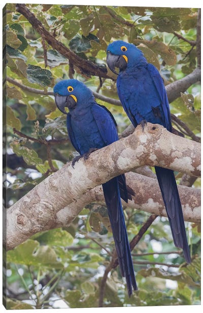Hyacinth Macaw pair Canvas Art Print - Macaw Art