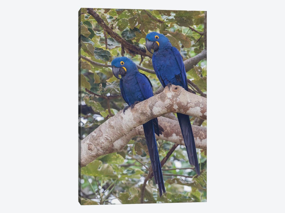Hyacinth Macaw pair by Ken Archer 1-piece Canvas Artwork