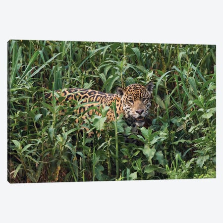 Jaguar emerging from tall vegetation Canvas Print #CHE83} by Ken Archer Canvas Print