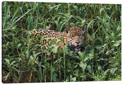 Jaguar emerging from tall vegetation Canvas Art Print