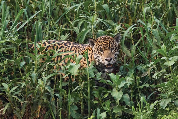 Ken Archer: Jaguar emerging from tall vegetation by Ken Archer
