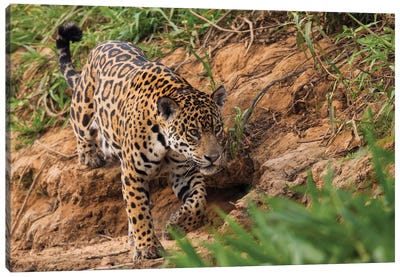 Jaguar stalking Canvas Art Print