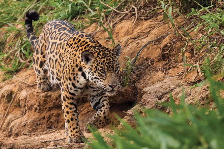 Jaguar stalking