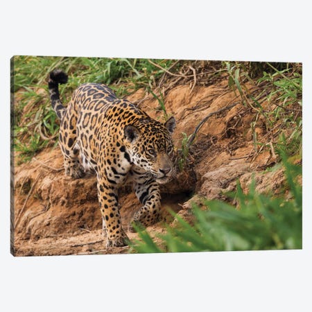 Jaguar stalking Canvas Print #CHE84} by Ken Archer Canvas Artwork