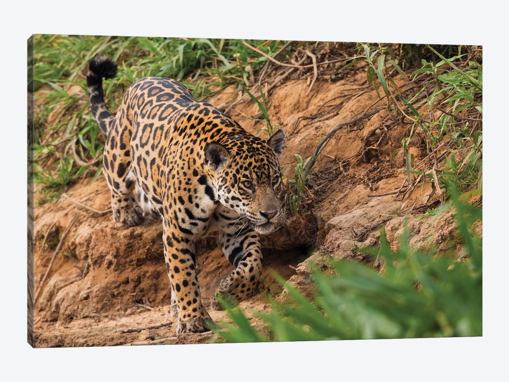 Jaguar stalking by Ken Archer 1-piece Canvas Wall Art