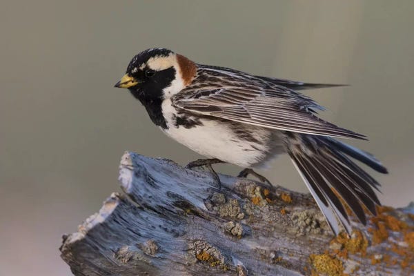 Ken Archer: Lapland longspur by Ken Archer