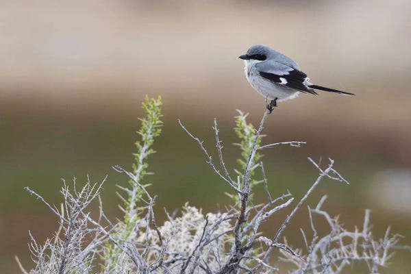 Ken Archer: Loggerhead shrike by Ken Archer
