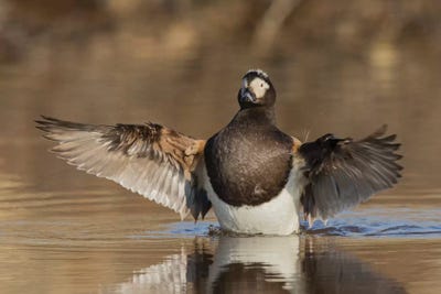 Long-tailed Duck drying its wings by Ken Archer framed wall art
