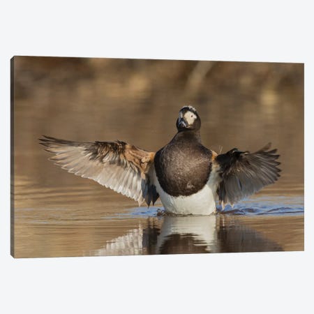 Long-tailed Duck drying its wings Canvas Print #CHE87} by Ken Archer Canvas Wall Art