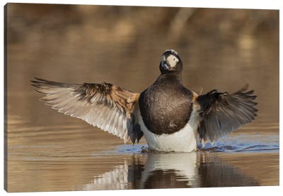 Long-tailed Duck drying its wings Canvas Art Print