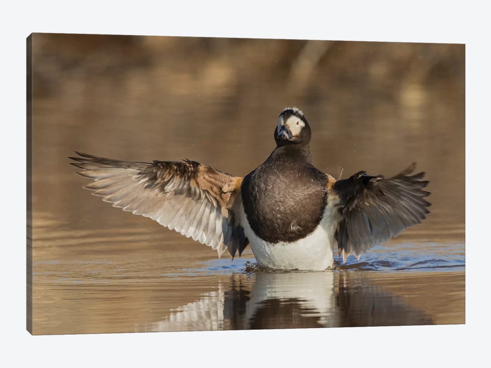 Long-tailed Duck drying its wings by Ken Archer 1-piece Canvas Art Print