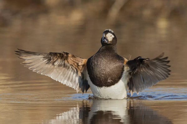 Ken Archer: Long-tailed Duck drying its wings by Ken Archer